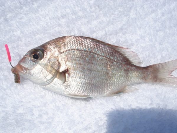 【浜名湖】新居海釣り公園で釣れたマダイ