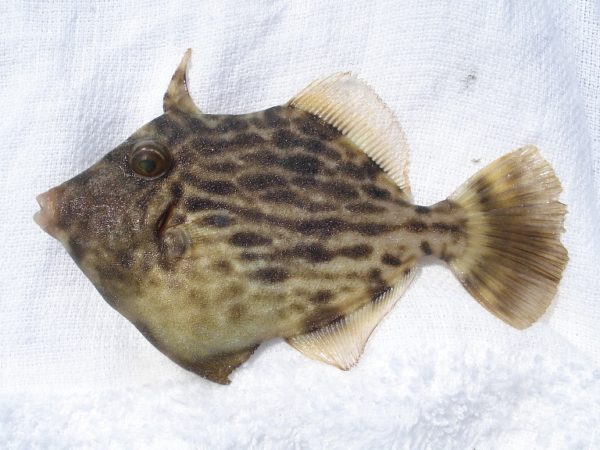 【浜名湖】新居海釣り公園で釣れたカワハギ