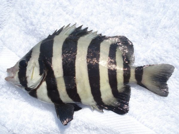 【浜名湖】新居海釣り公園で釣れたイシダイ(サンバソウ)