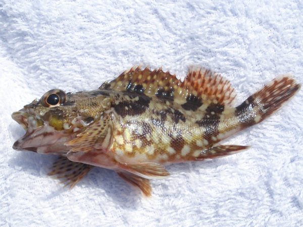 【浜名湖】新居海釣り公園で釣れたカサゴ