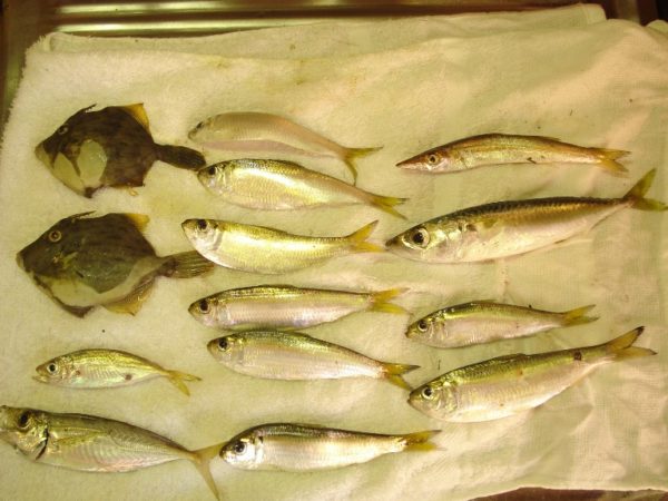 【浜名湖】新居海釣り公園で釣れたアジ・カマス・サッパ・カワハギ
