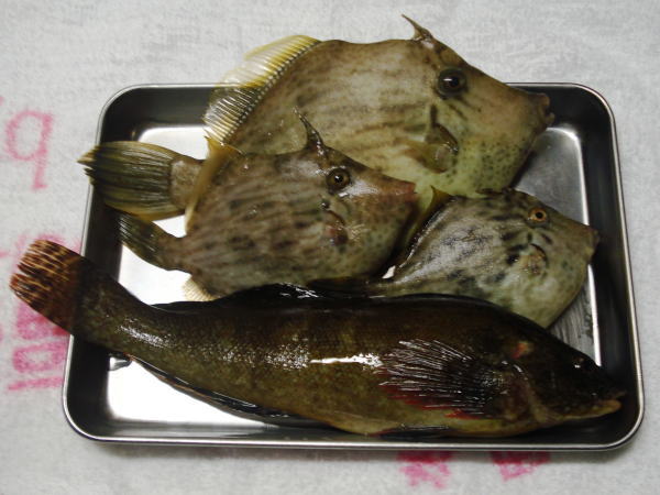 浜名湖　新居海釣り公園で釣れたカワハギとクジメorアイナメ