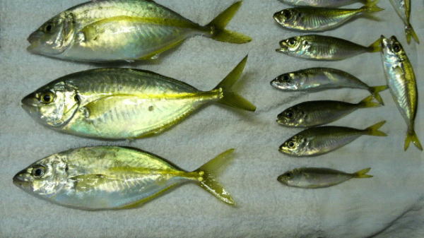 【浜名湖】新居海釣り公園で釣れた高級魚『シマアジ』の幼魚