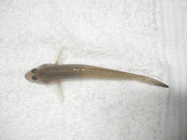 台風直前の浜名湖で獲れた魚『ハゼ』