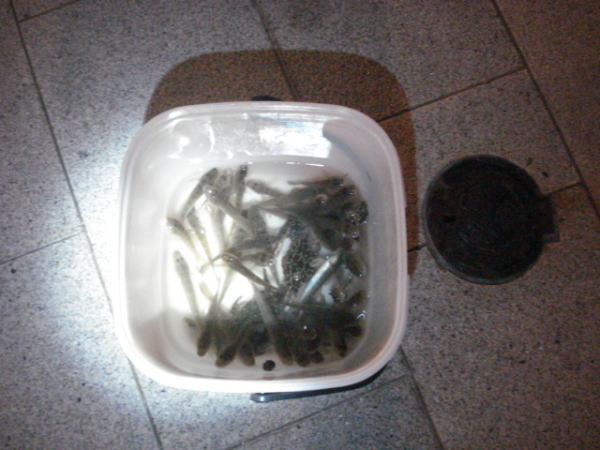 台風前の浜名湖で獲れた『ハゼ・カニ』