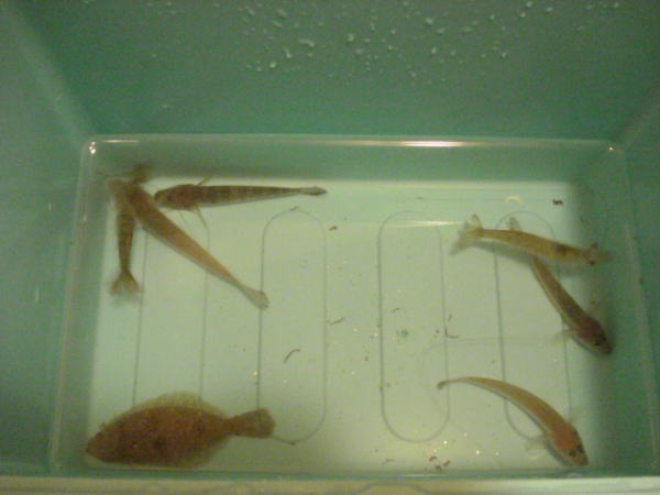 台風直前の浜名湖で獲れた魚『ヒラメ・ハゼ・アカエビ・クルマエビ』