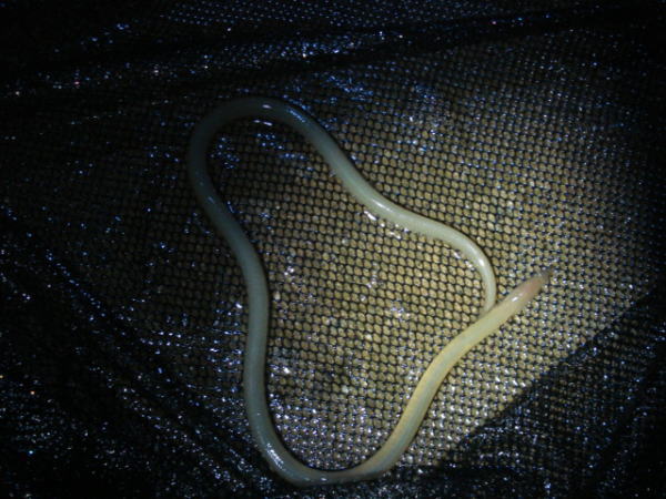 台風直前の浜名湖で獲れた魚『ダイナンウミヘビ』