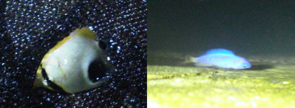 台風直前の浜名湖で獲れた魚『熱帯魚』