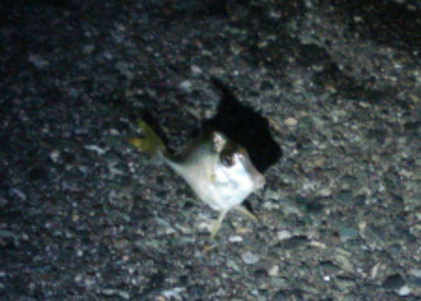 台風直前の浜名湖で獲れた魚『ギマ』