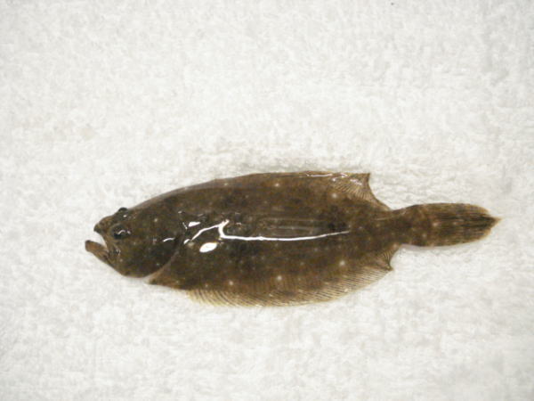 台風直前の浜名湖で獲れた魚『ヒラメ』