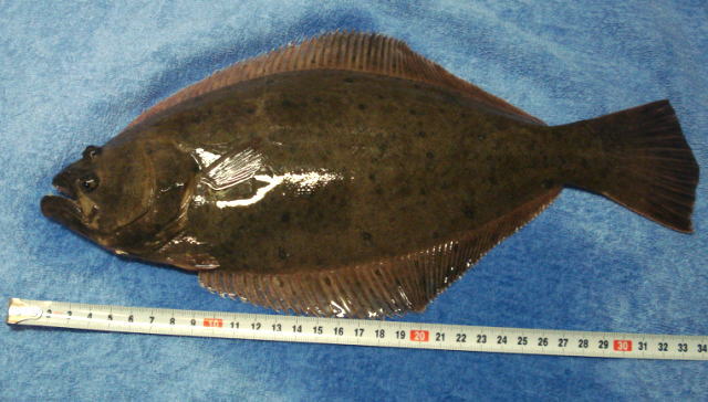 台風前の浜名湖で獲れた『平目(ヒラメ)』