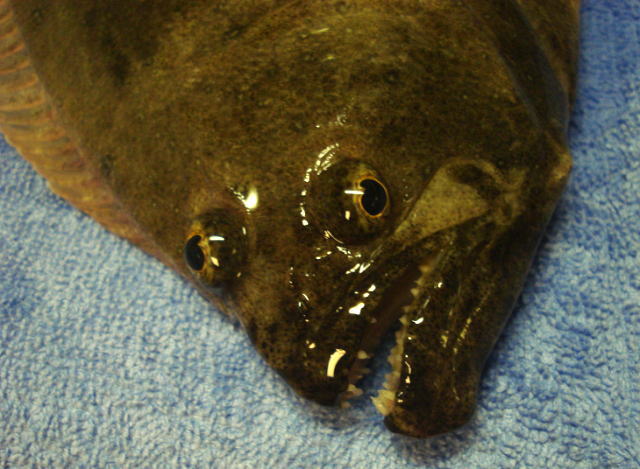 台風前の浜名湖で獲れた『平目(ヒラメ)』