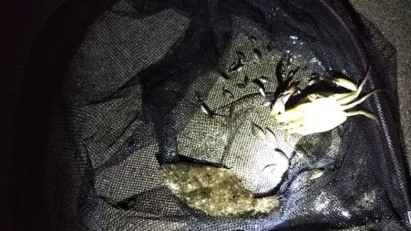 台風前の浜名湖で獲れた『ヒラメ・タイワンガザミ・その他小魚』