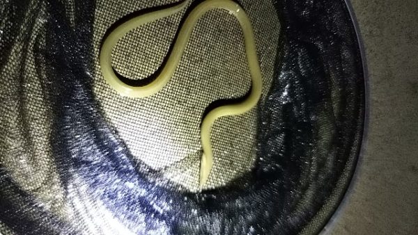 台風前の浜名湖で獲れた『ダイナンウミヘビ』