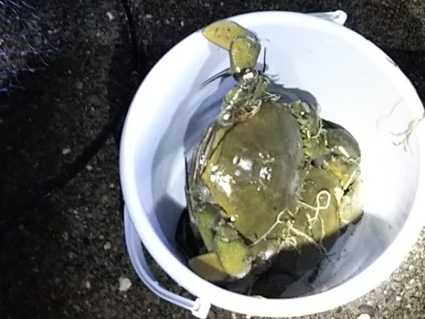 台風前の浜名湖で獲れた幻のカニ「どうまん蟹」