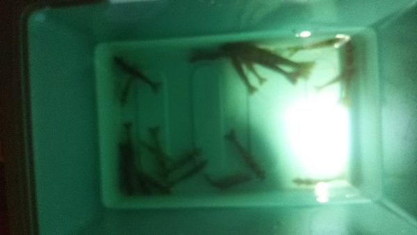 台風前の浜名湖で獲れた『エビ』