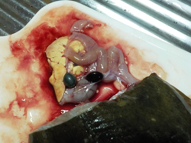 鰈（カレイ）の苦玉