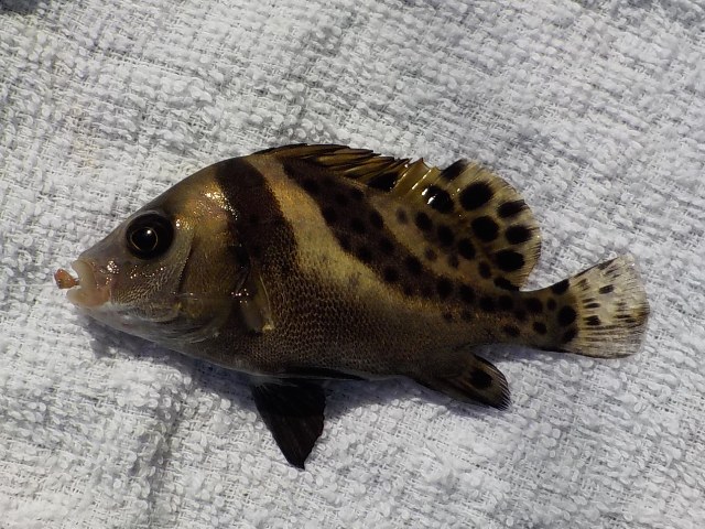 浜名湖で釣れたコショウダイ