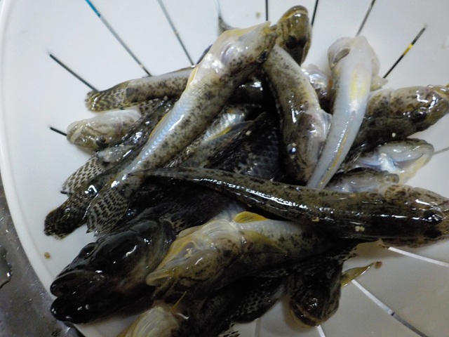 浜名湖で釣れたマハゼとウロハゼ