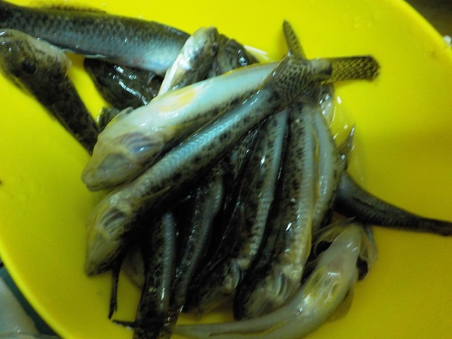 浜名湖で釣れたマハゼとウロハゼ