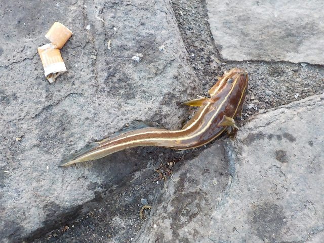 ゴンズイ 浜名湖・新居海釣公園