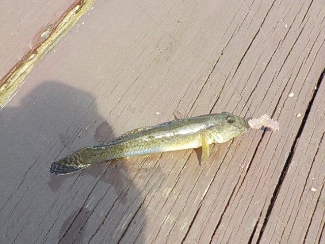 浜名湖で釣れたハゼ