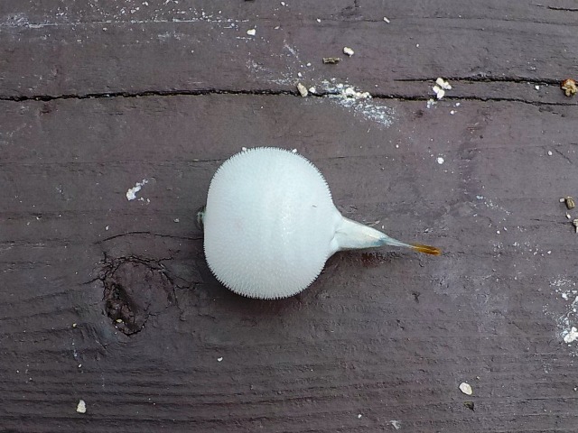 謎の生き物感が漂う 浜名湖で釣れたフグ裏面