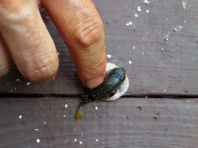 浜名湖で釣れた小さいフグ