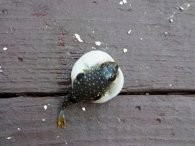 浜名湖で釣れた小さいフグ