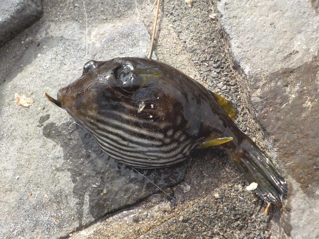 浜名湖 新居海釣公園 キタマクラ