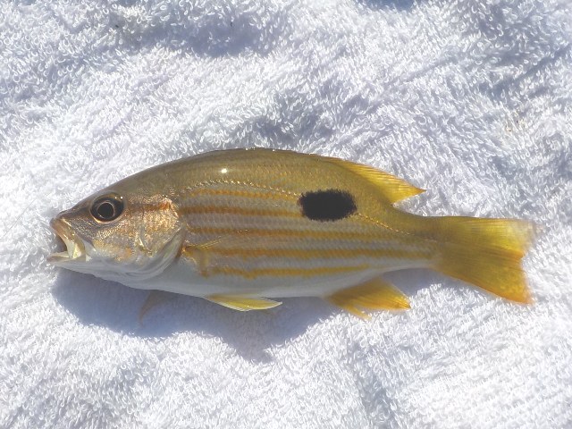 浜名湖 新居海釣公園 ニセクロホシフエダイ